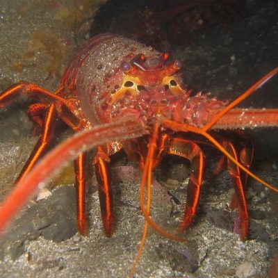 Spiny lobster