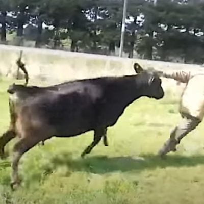 Cow attacks man to defend calf