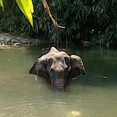 Firecrackers in a pineapple kill a pregnant female elephant