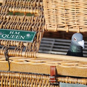 Queen's pigeons