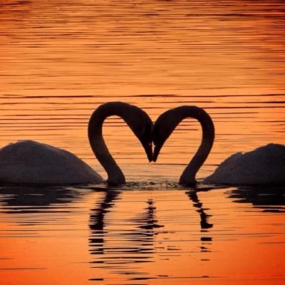 Love swans.