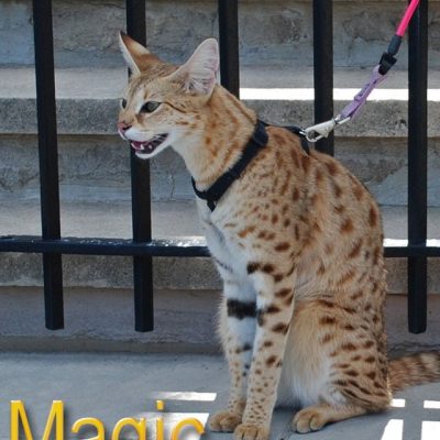 Magic - F1 Savannah cat