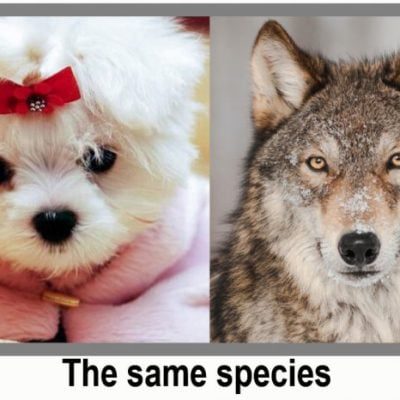 Dog and wolf same species