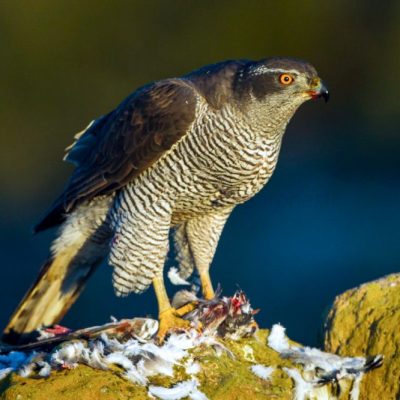 Goshawk