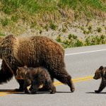 Grizzly bears