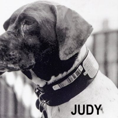 Judy, an English pointer who served in the Second World War and was taken as a prisoner by the Japanese. She was awarded the animal equivalent of the Victoria Cross for her service to the country.