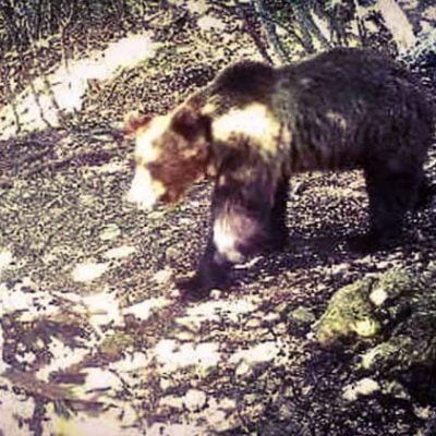 Papillon a bear that demands his freedom