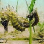 Seahorse