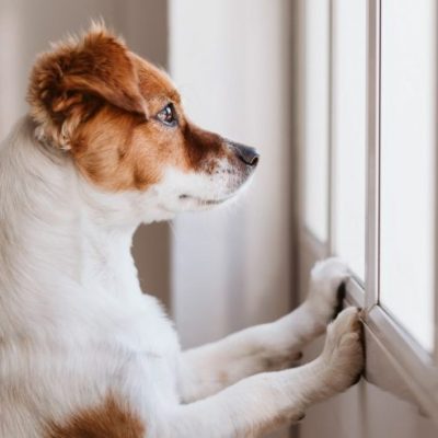 Post lockdown: prepare your dog for separation anxiety
