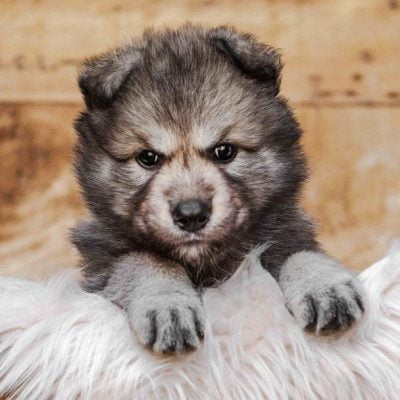 Tamaskan puppy