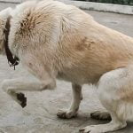 Dog hunting sequence