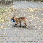 Fox is obsessed with shoes