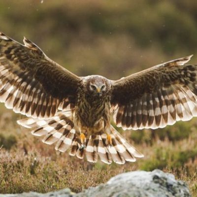 Hen harrier