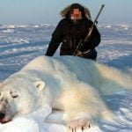 Trophy hunted polar bear