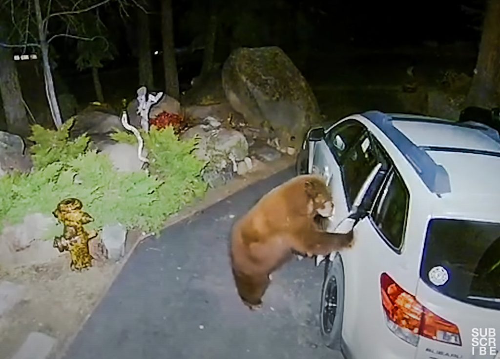 Bear breaks into car in search of food