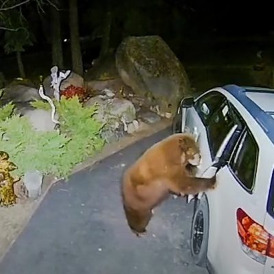 Bear breaks into car in search of food