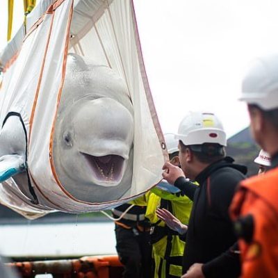 Beluga whale Little Grey smiling