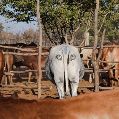 Bum stare: protecting cattle from lion attack in Botswana and elsewhere in Africa