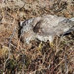 Buzzard killed by pesticide deliberately put down