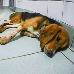 Dog at Laboratory of Pharmacology and Toxicology (LPT)