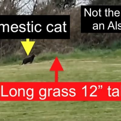 Big cat is a domestic cat according to me.