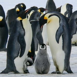 Emperor penguins