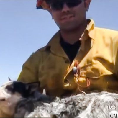 Firefighter saves Buck