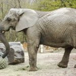 Fredzia a young female elephant