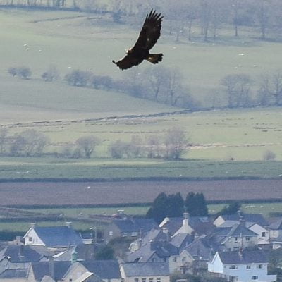 The glorious golden eagle of Wales