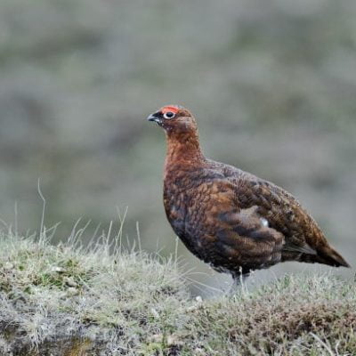 Grouse