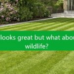 Artificial grass is bad for nature and the environment