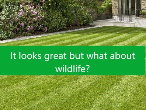 Artificial grass is bad for nature and the environment