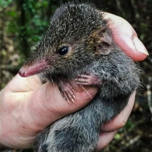 black-tailed dusky antechinus