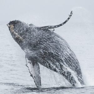 Humpback whale breaching