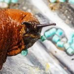 Slug and slug pellets