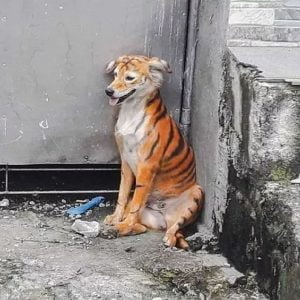 Dog painted as tiger in Malaysia