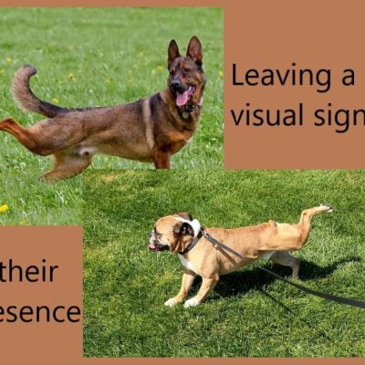 Dogs scratching the ground after pooping