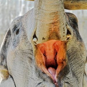 Elephants can catch a yawn from humans