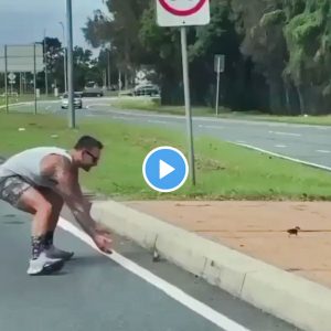 Man helps ducks over the road