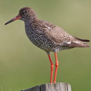 Redshank declining in parts of the Wash in England