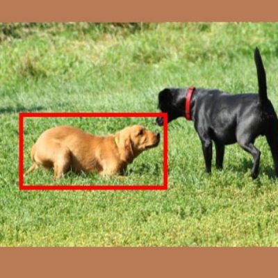 Submissive dog body language