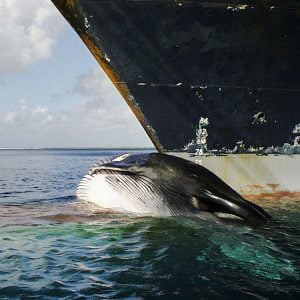 Whale hit by a ship