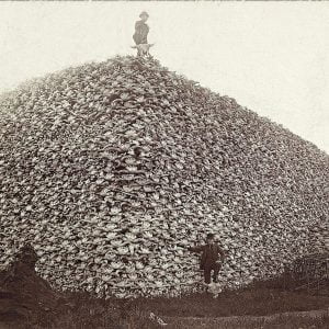 Buffalo skulls