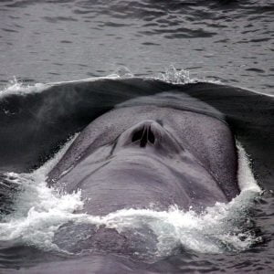 Blue whale