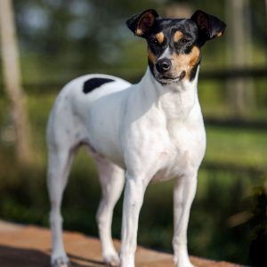 Ratonero Bodeguero Andaluz (Andalusian wine-cellar rat-hunting dog)