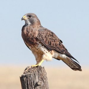Buzzard most targeted bird of prey by criminals in the ranks of bird shooters