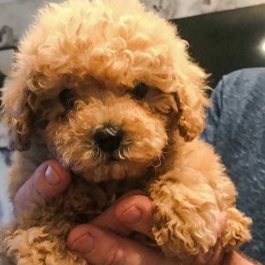 Cavapoochon puppy for sale