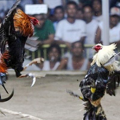 Cockfight in Philippines