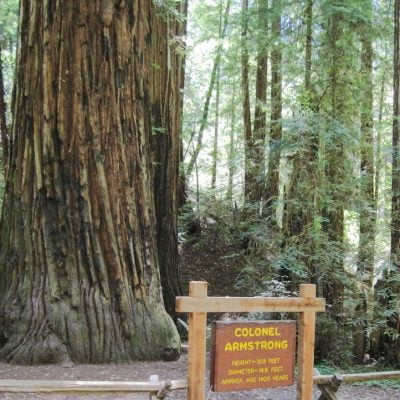 Colonel Armstrong Tree