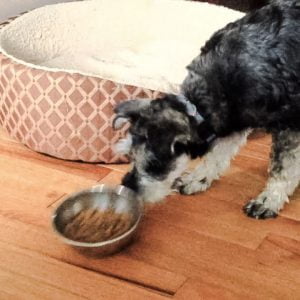 Dog pushes food bowl with nose